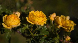 Yellow Roses on a Green Acre Macro Floral Art by Omaste Witkowski owFotoGrafik.com